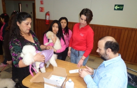 Gobernación de Tierra del Fuego realizará operativo de esterilización de mascotas